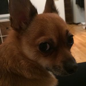 Meet your Posher, Han